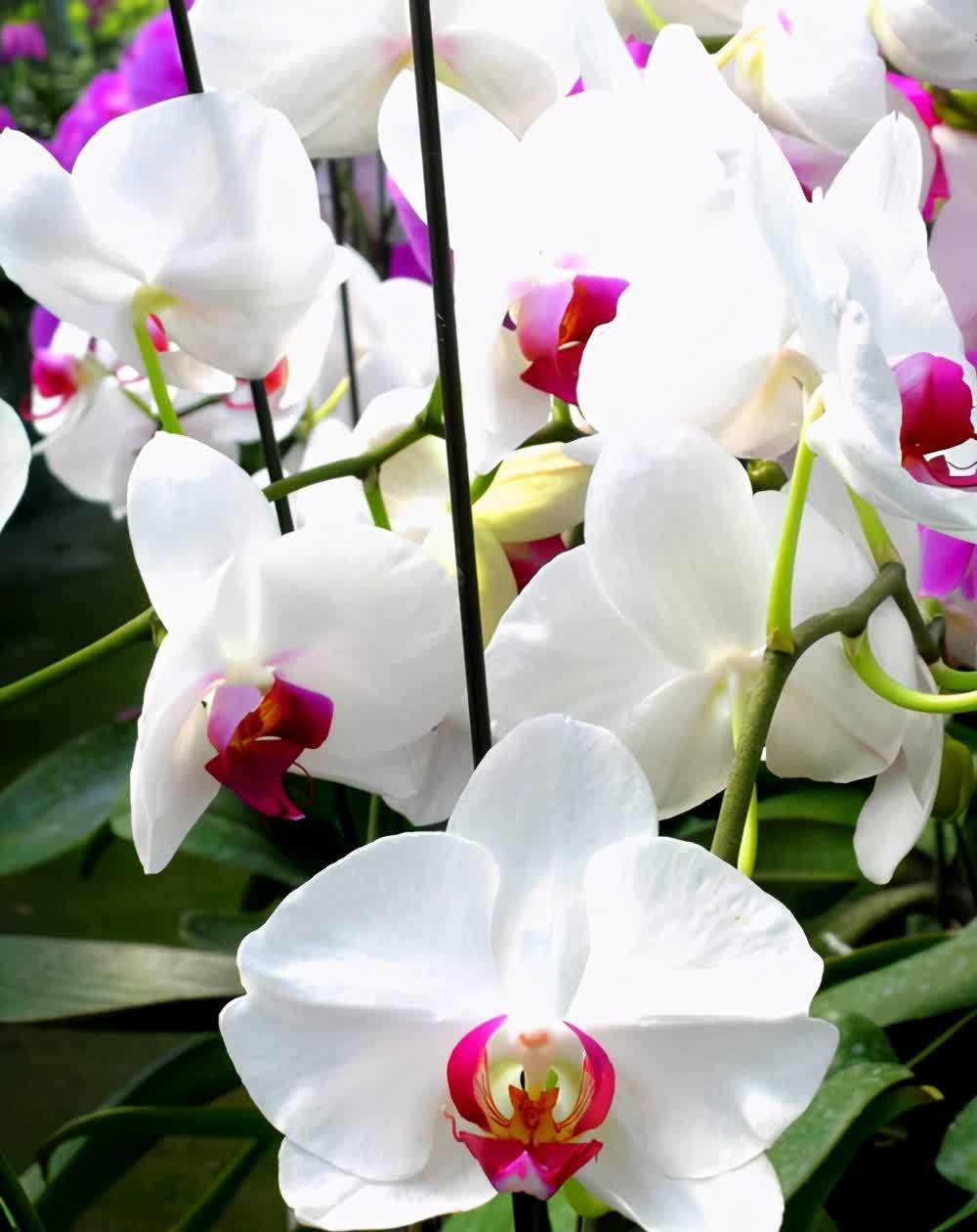 6种新手不要轻易尝试的植物,有需要特别注意的点,学一学