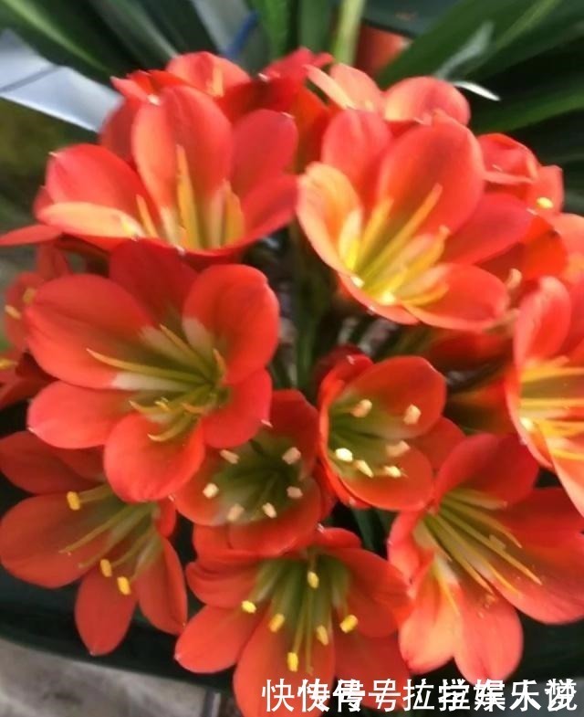 养护|想要君子兰长得好长得快,这4点一定要做足“功课”,不然长不好!