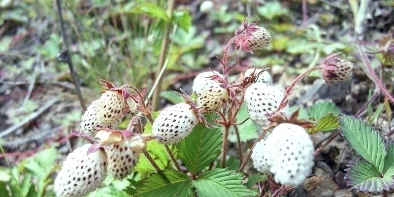 果肉|常误认含毒不能吃,却香甜如蜜,一斤卖30元,可惜农村少见