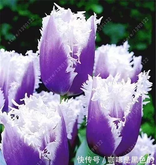 奇花|奇花、奇花、奇花、罕见奇花,赶快打开欣赏吧