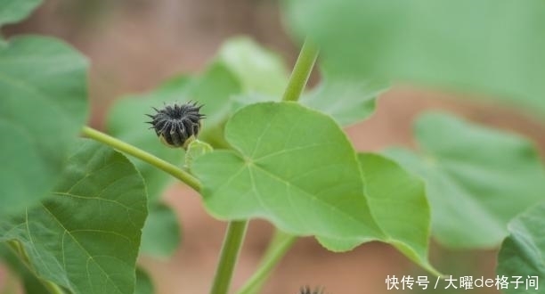 葵子|常吃这种食物，治大便不通，难产，盗汗，产后淋沥不通，记得收藏