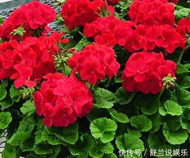 天竺葵“娇惯养”,灿烂满花苞,戳中3个软肋,一年难长个