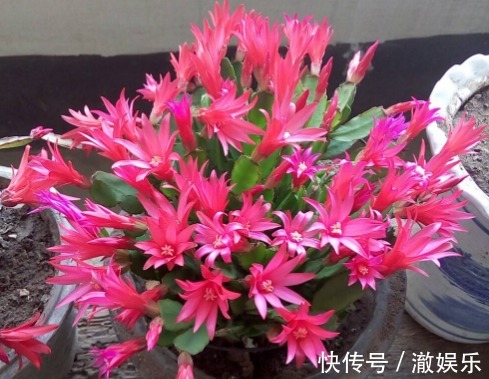 蟹爪兰花期过后，3个“细节”别忽略，叶片疯长，下次开花翻三番