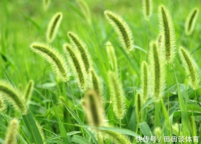 孩子|默默无闻的狗尾巴草，泡水喝竟有这么多好处，尤其对老人和孩子！