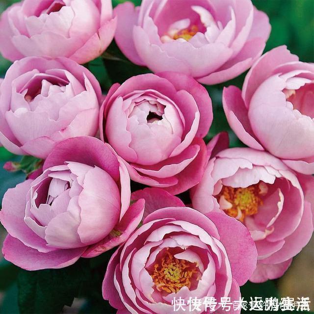 25款勤花又好养的月季品种推荐。新手一定要来一颗，盆栽地栽都行