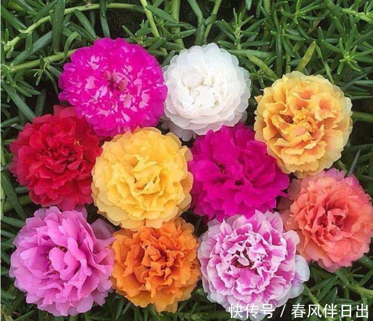 4种花看一眼就难忘,楚楚动人,花期超长,给你一片花海!