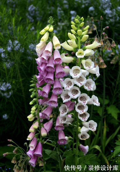 5种“漂亮花”,被名字耽误了一生,花开艳丽,却怕它“不吉利”