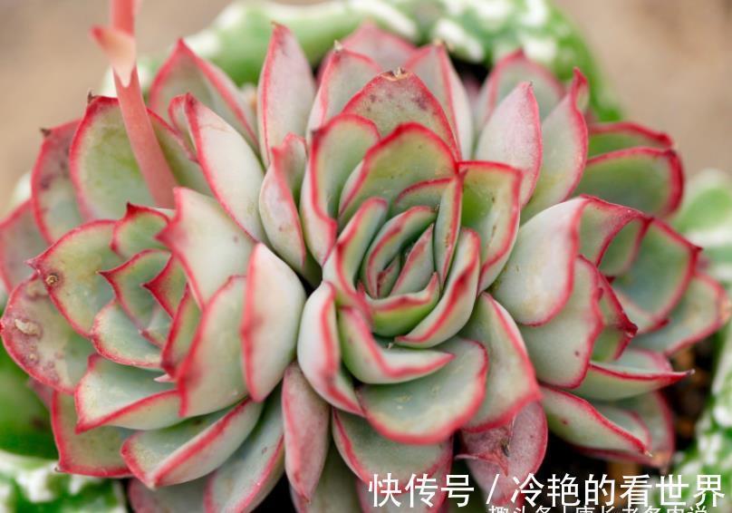 叶缘|月光女神——连名字都混掉的多肉，其实有颜值又好养，还容易缀化