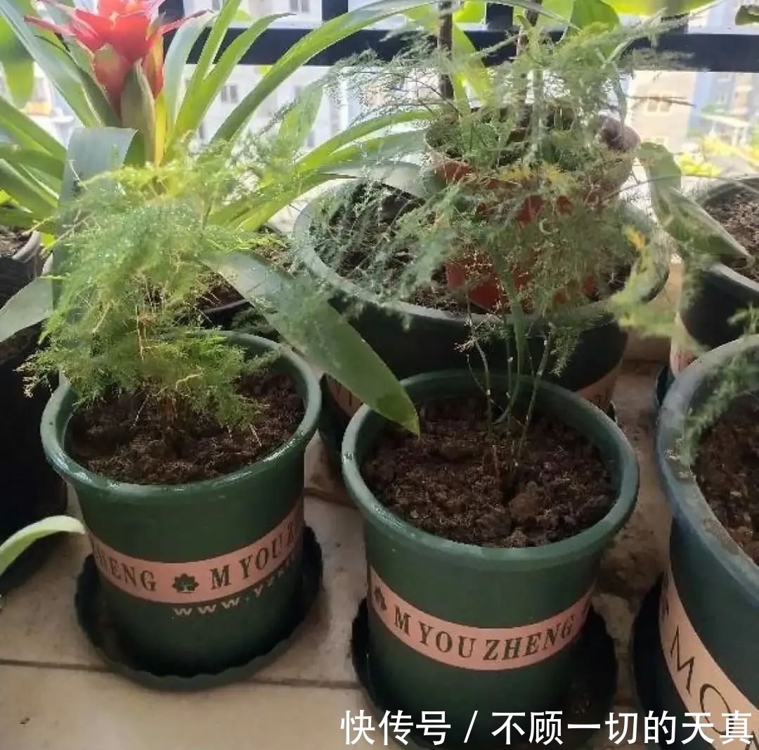 15种常见花,冬天浇水有讲究,小心越浇花越死