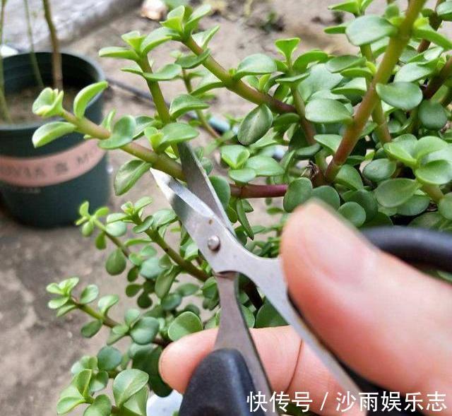 晶莹剔透|盆栽金枝玉叶，3个机遇把握住，叶片晶晶亮，长成昂贵的盆景