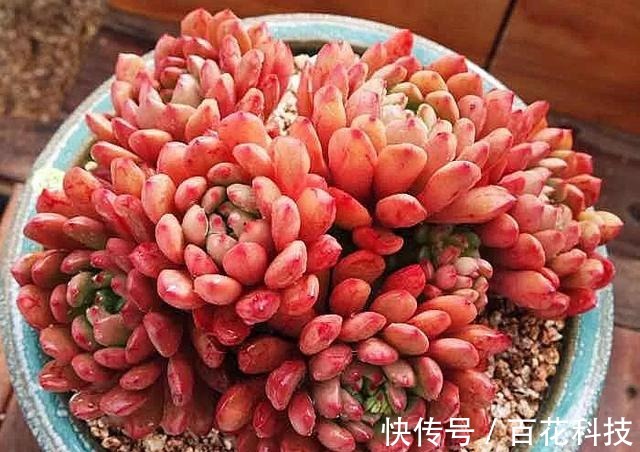 要点|60种多肉图鉴及养护要点,1分钟学会,超全超实用!