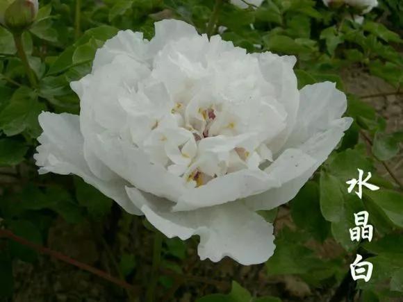 喜欢牡丹花，却一不小心买到芍药！附牡丹花品种图鉴大全