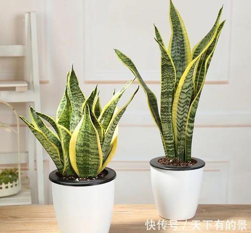 长寿花|天热了,4种花不适合“富养”,少肥少水才能安全度夏,长得健壮