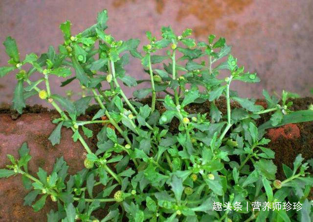 野草|若你在家乡还能见到它们,赶紧带回家,价值珍贵,现在不多见了