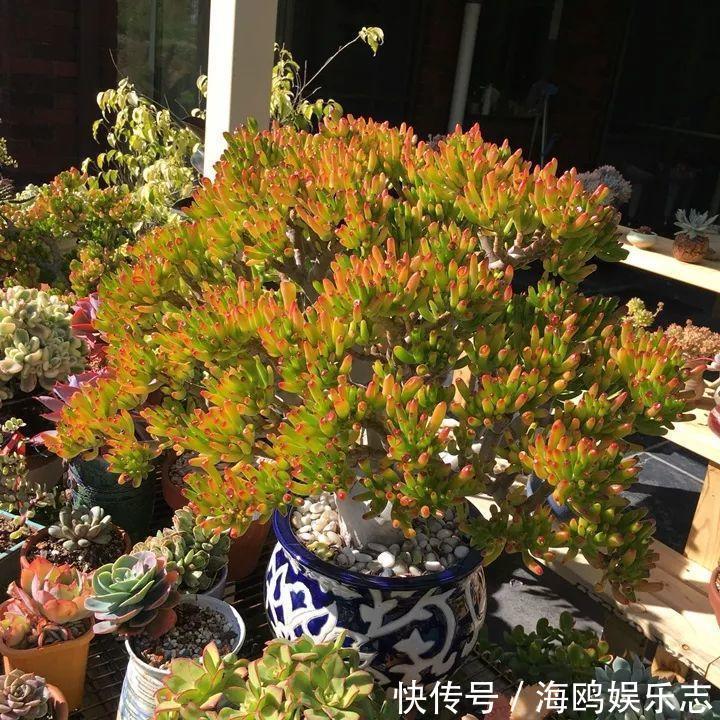 存钱筒|20年的“玉树”,叶子长成存钱筒,夏天猛晒红彤彤!