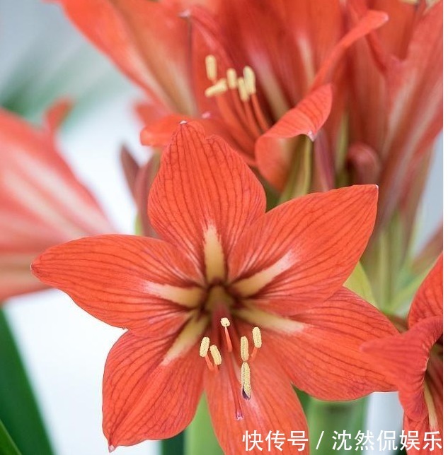 李大爷养朱顶红总结“6妙招”,花箭冒不停,一株开8朵