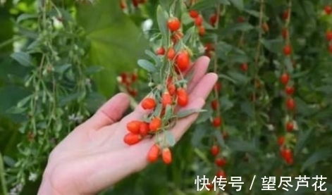 滋补肝肾|枸杞加一宝,每天泡水喝,滋补肝肾、益精明目,早知早受益