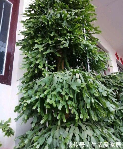 观赏性|这三种花再喜欢也不能夏天买，不好养难伺候，买回来就后悔