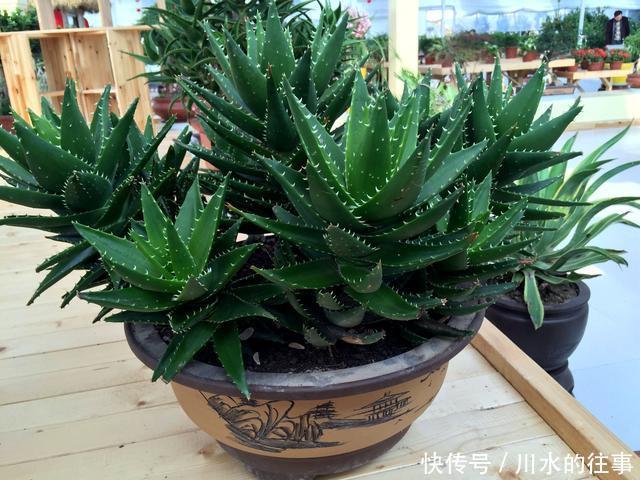 叶子|养芦荟有窍门,一次长芽20个,叶子绿又多,年年开花太美了