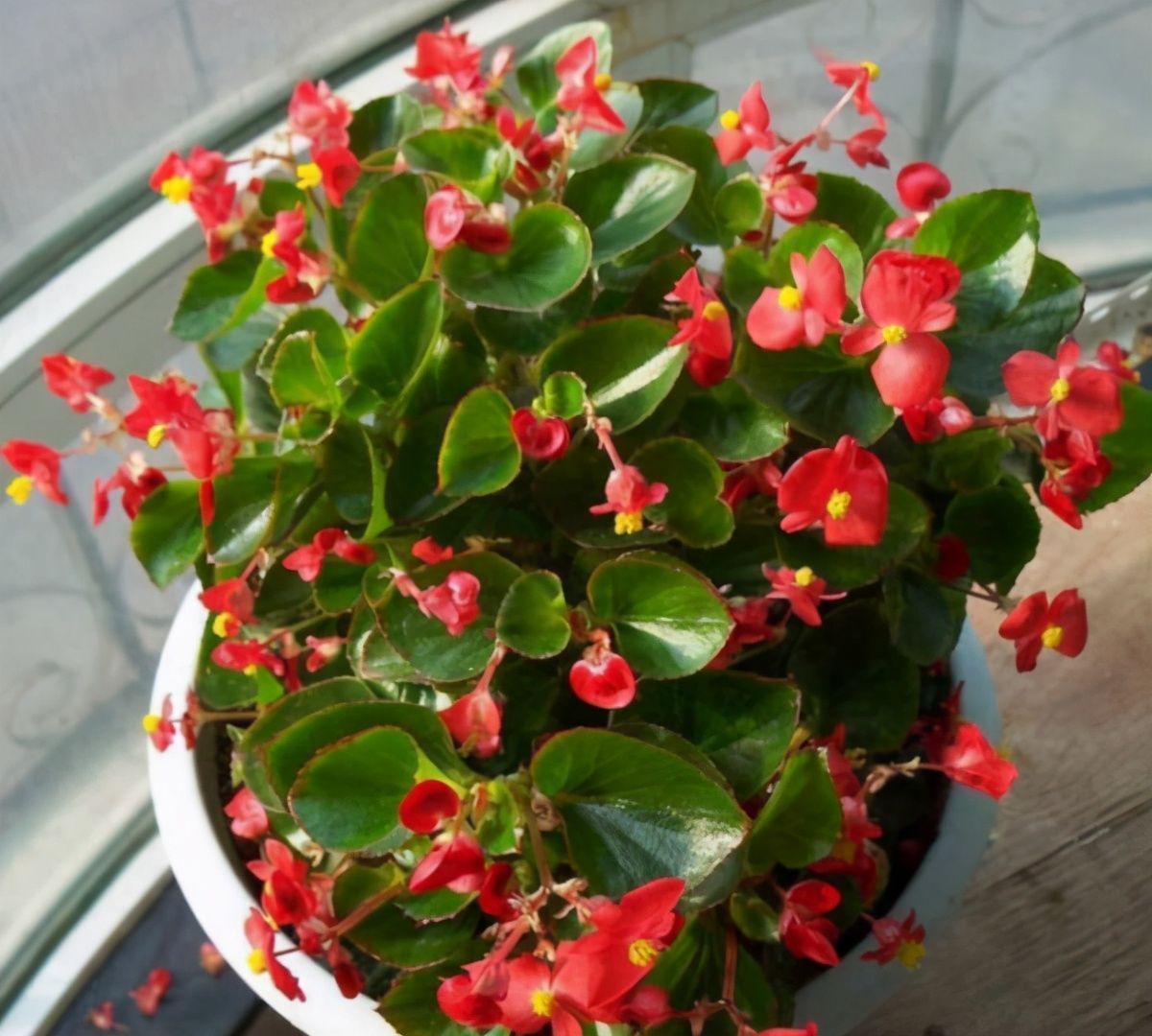长春花|365天都在开花，2种花卉，开花能力强，一开开一年