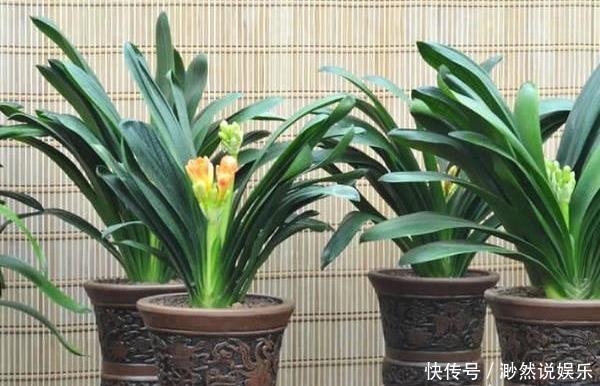 黄叶儿|养君子兰,犯了2个错,不再整齐划一,歪七扭八太不像话