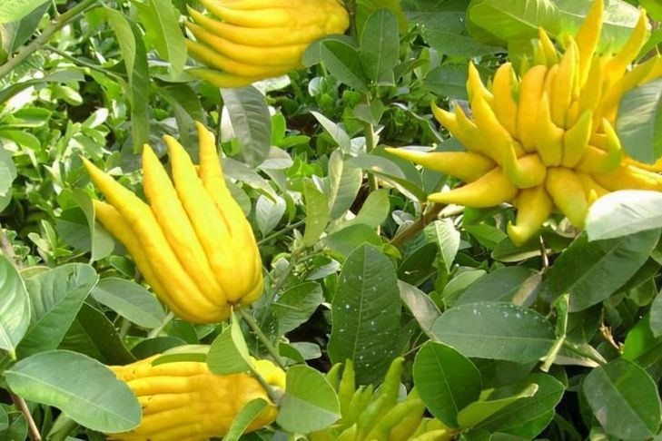 芒果芒果|新的一年大家不要再感冒了多养生,多吃3种平安果,寓意幸福长伴