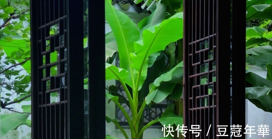 诗句|三首清新的咏芭蕉诗词,韵味悠长,美不胜收