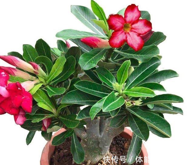 八种花就喜欢沙土,土里掺点沙子,养花效果就是好!