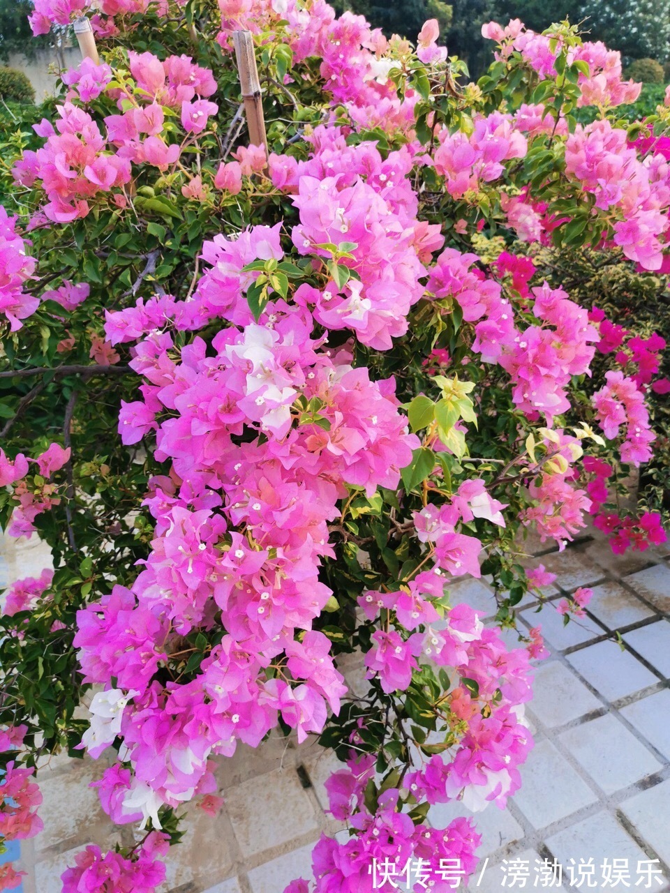 秋季|9月中旬,养三角梅,最后“一波”花期,扣水再回水,枝头都是花