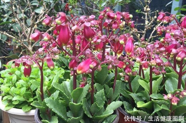 长寿花不是小巧一盆，长成一米高的“大老桩”，别羡慕自己也能养！