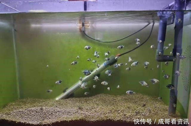 为什么迷你鹦鹉鱼成为公认的爆缸冠军,而其他观赏鱼就不行