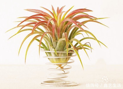 适合做室内桌面盆景,值株小巧又耐阴的几款绿值