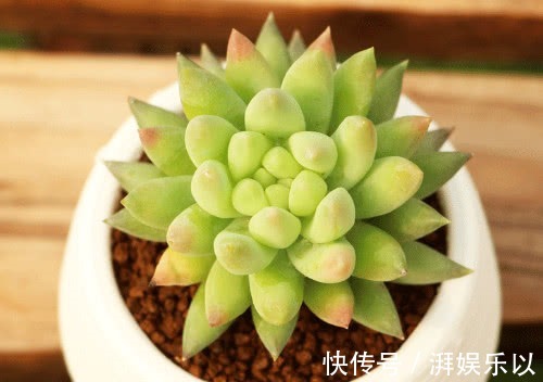 千佛手|多肉千佛手怎么叶插教你3个小步骤,千佛手生根迅速长势茂盛