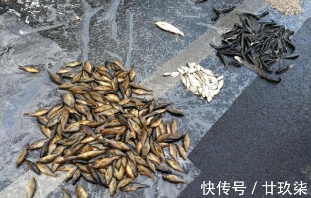 冬天|东北的老头鱼是一种什么鱼?生活在野泡子里,冬天冰封也冻不死