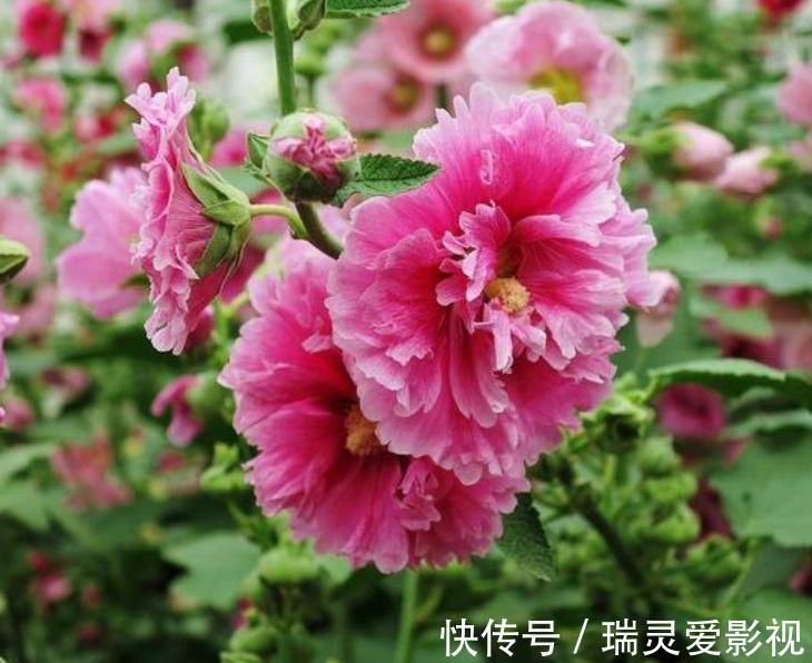 蜀葵|几种花养家里,好养又漂亮,漂亮花朵,寓意吉祥美极了