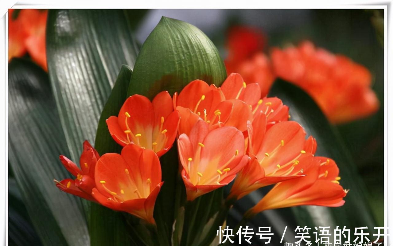 叶片|你家君子兰开花了吗?花期君子兰的养护技巧分享,照着做就行