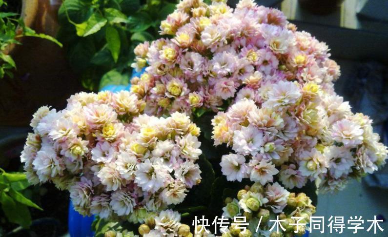 小技巧|养长寿花的3个小技巧,你全知道吗?每个达到的目的都不同