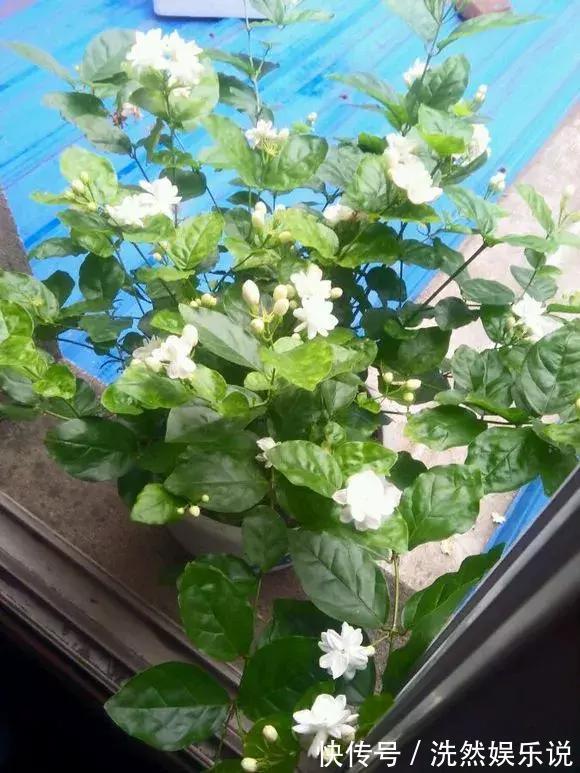 孕蕾|5种花爱晒太阳,越晒花越多,很快就能爆盆!