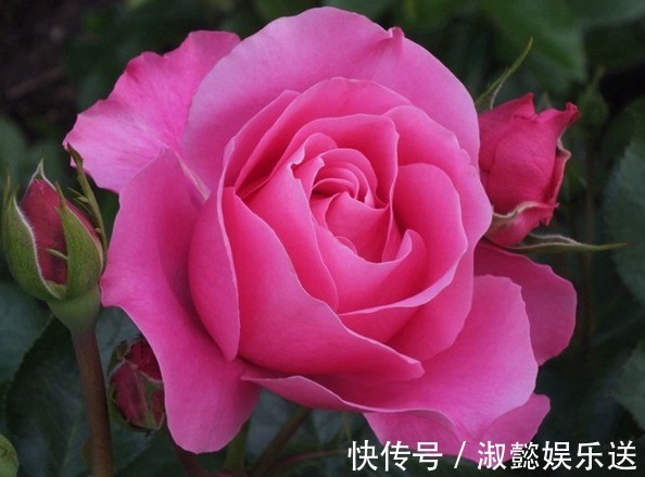 月季|喜欢菊花,不如养盆“珍稀玫瑰”皇家胭脂,草莓香味,花色艳丽