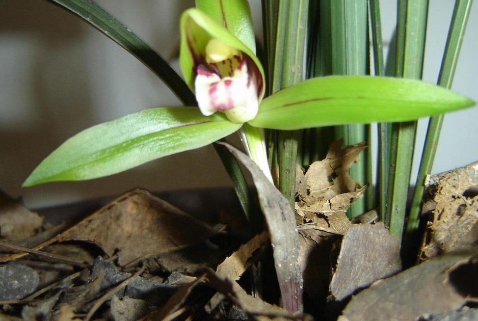 土壤|出门遛弯捡点它回家,一处理养花,植物长得又旺又壮
