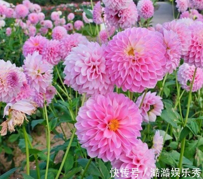 4种花超漂亮,家里养一盆,满屋飘香,养庭院,十里飘香