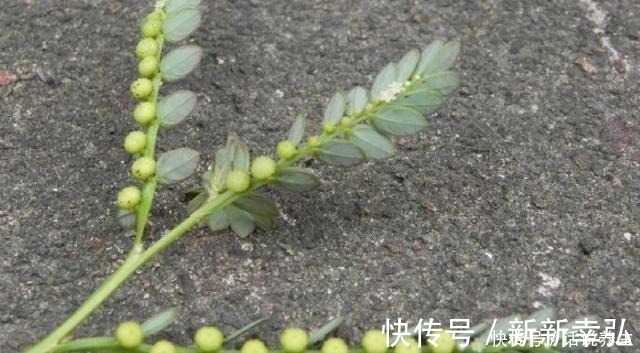 含羞草|一种农村很常见的野草,却少人重视,20元一斤,别不当回事!