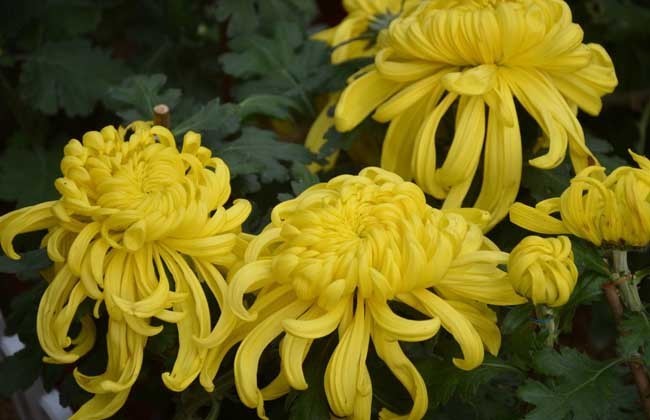 菊花茶|菊花加此物泡一泡，每天来一杯，排毒养颜，清肠补血，肝脏更健康