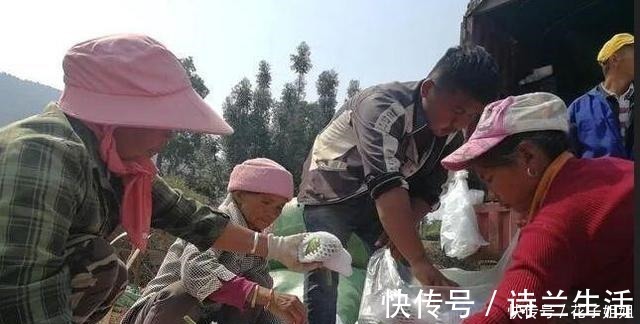 品种|它是一种“另类”南瓜,一斤6元,亩产一吨,种植它有前景吗!