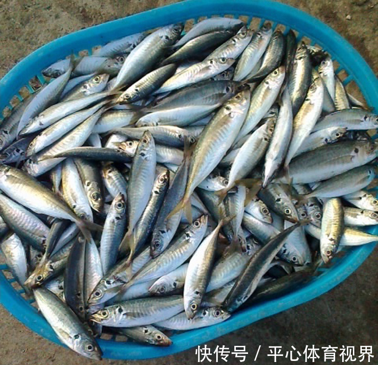  想吃鱼，聪明人专挑此5种，目前为止没办法人工养殖，放心吃吧