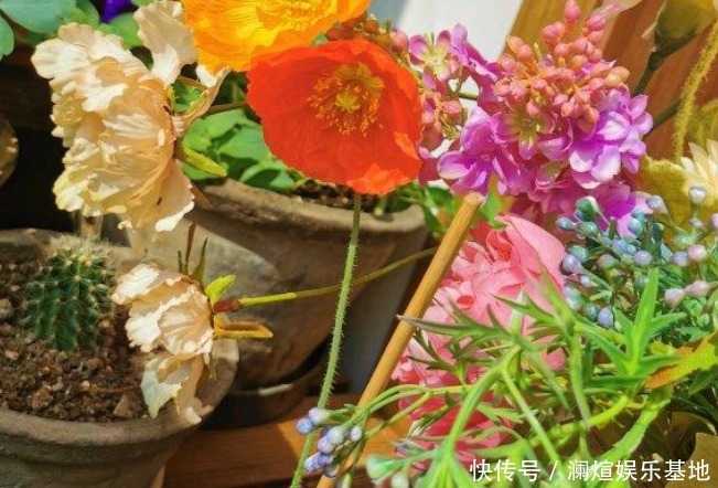 吸臭强性强的4种花,有洁癖一定要养,效果不仅明显还省事!