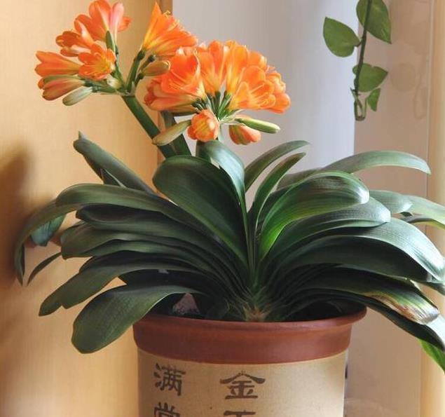 给君子兰盆里,丢一点这个,叶子又绿又亮,一年开花两次