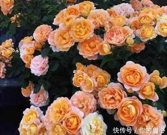 真宙|什么样的月季算优秀?盘点一下我种过的优秀月季