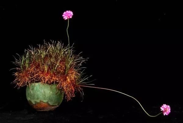 山野草，也高雅！