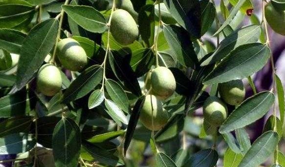 滋养|想要长寿，适合吃的食物，保肝补肾，刮油甩脂，滋养女性子宫